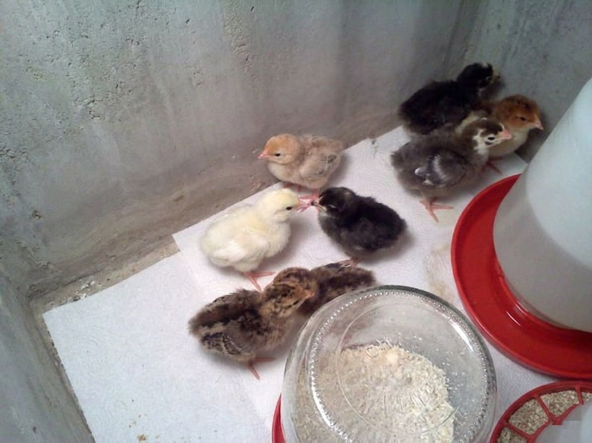 Teaching poults to eat and drink