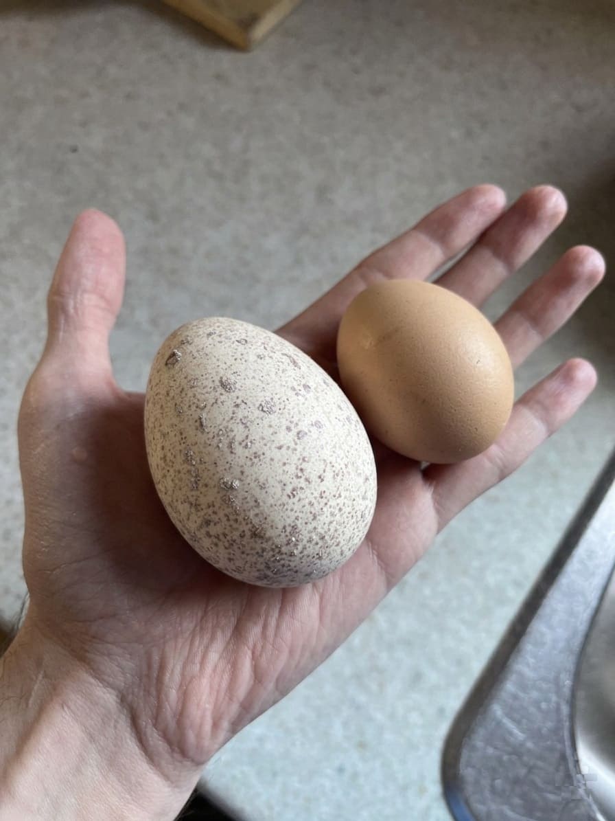 Turkey eggs vs chicken eggs