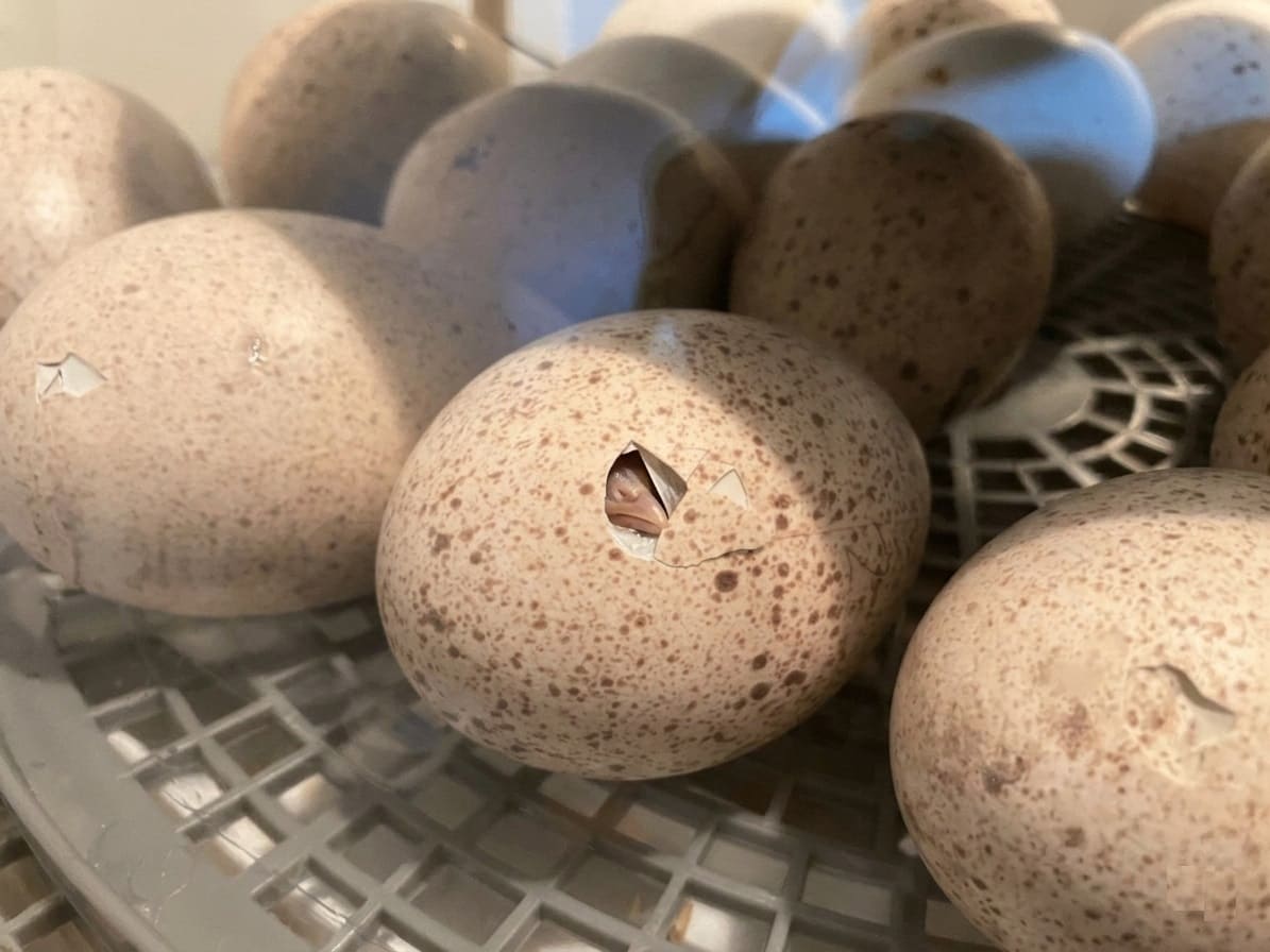 first sign of Turkey Eggs on hatch day