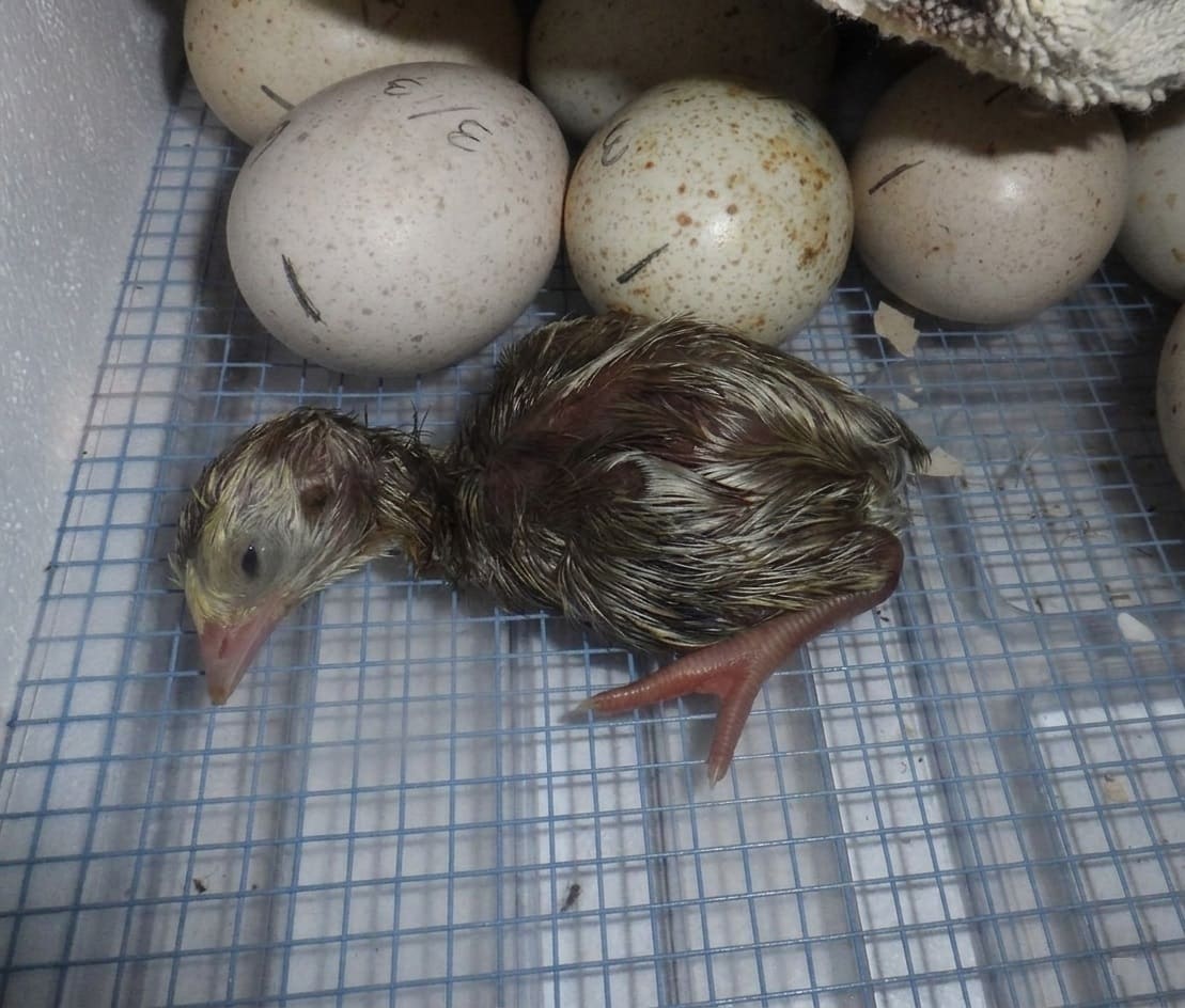 fully hatched poult