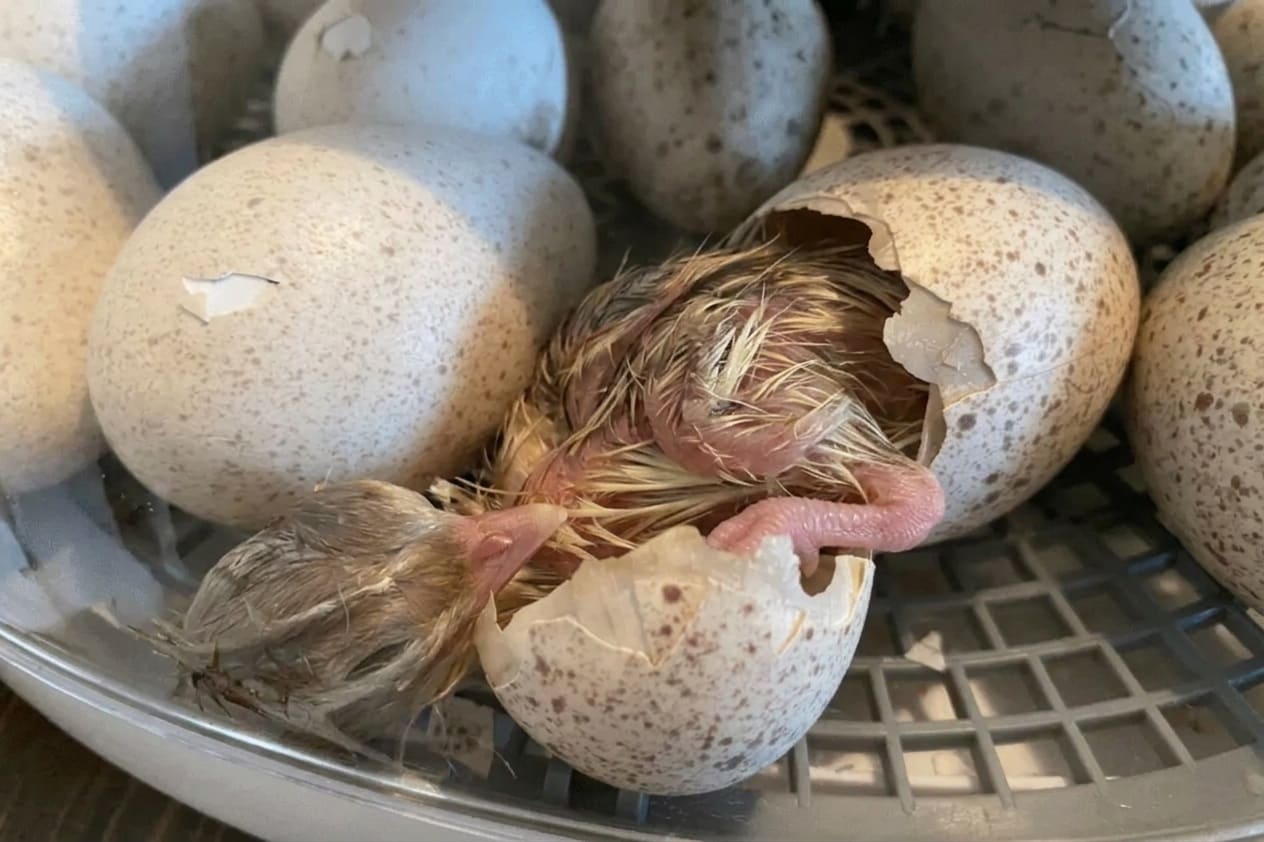 hatched poult on hatch day