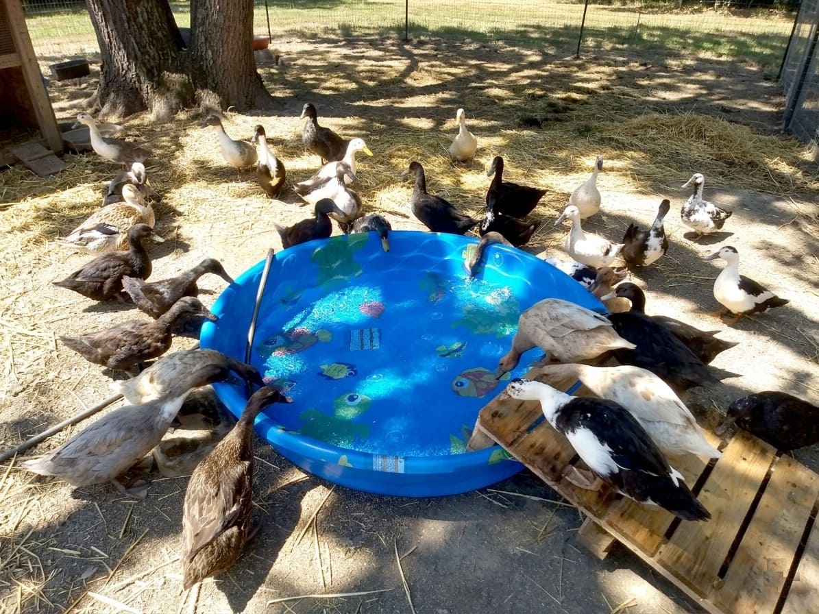heat-stressed ducks