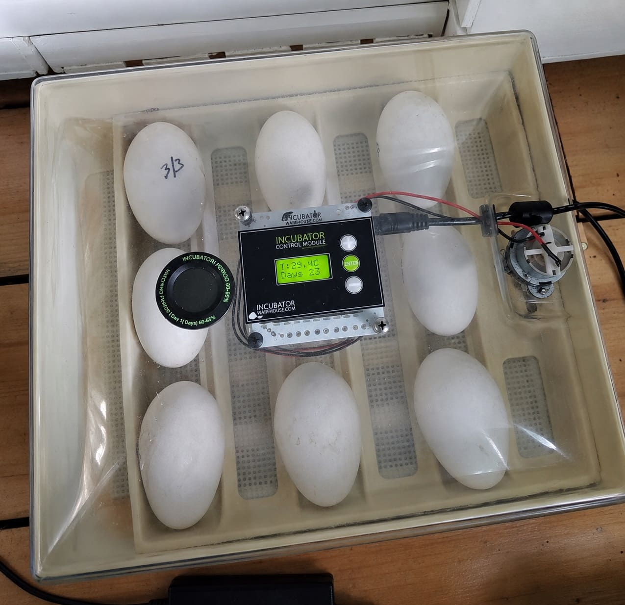 Artificial Goose Egg Incubation