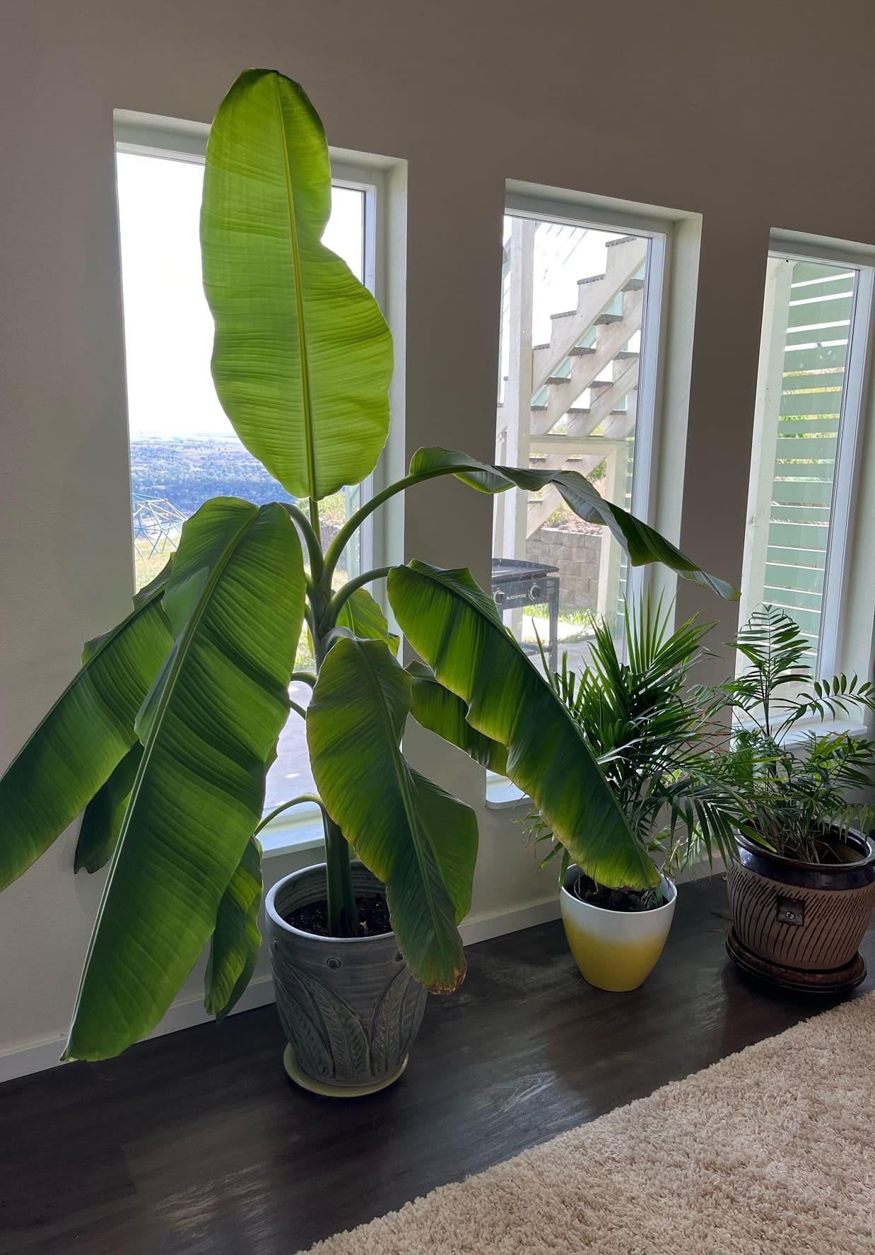 Banana plant