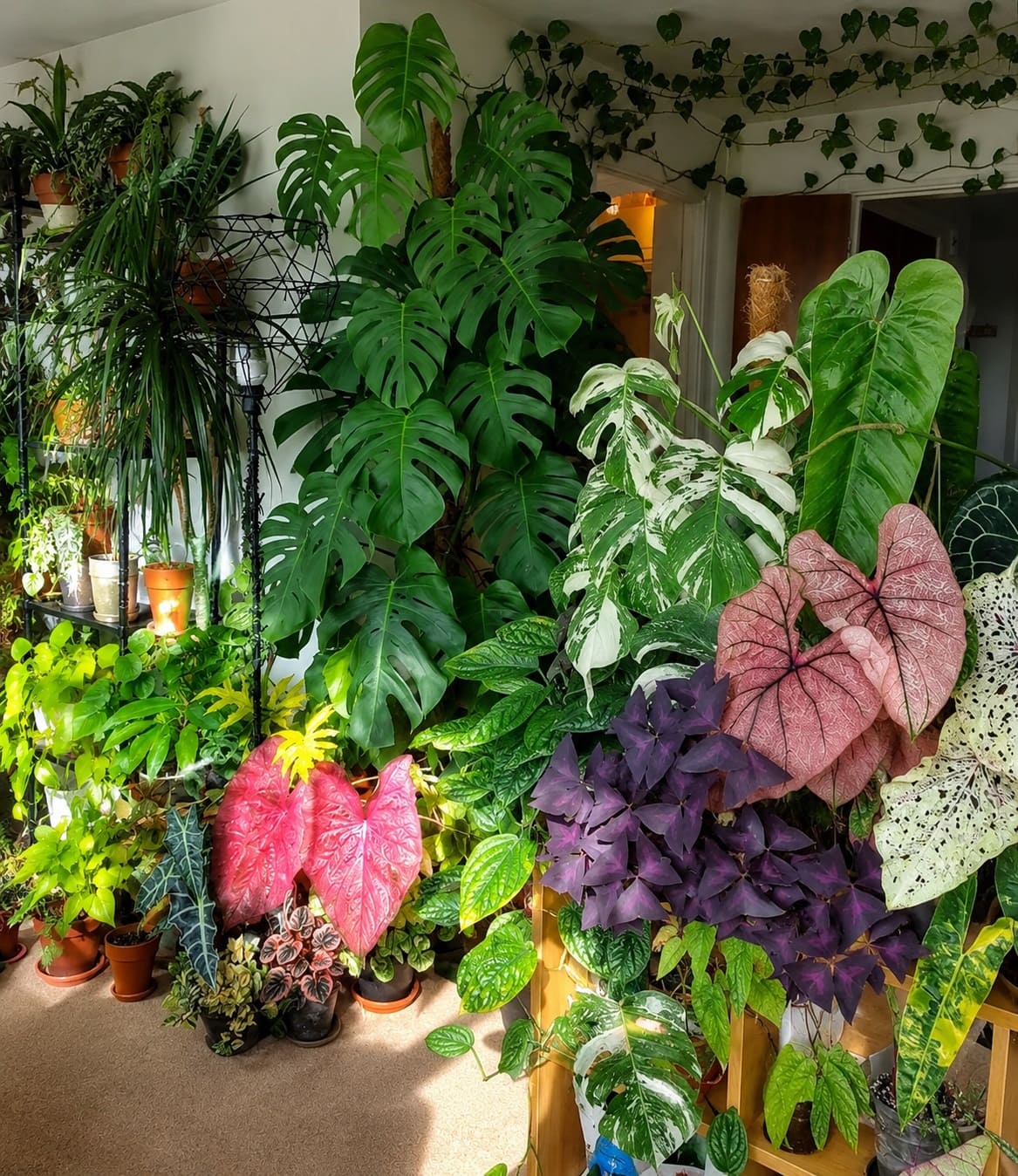 Best Foliage Plants