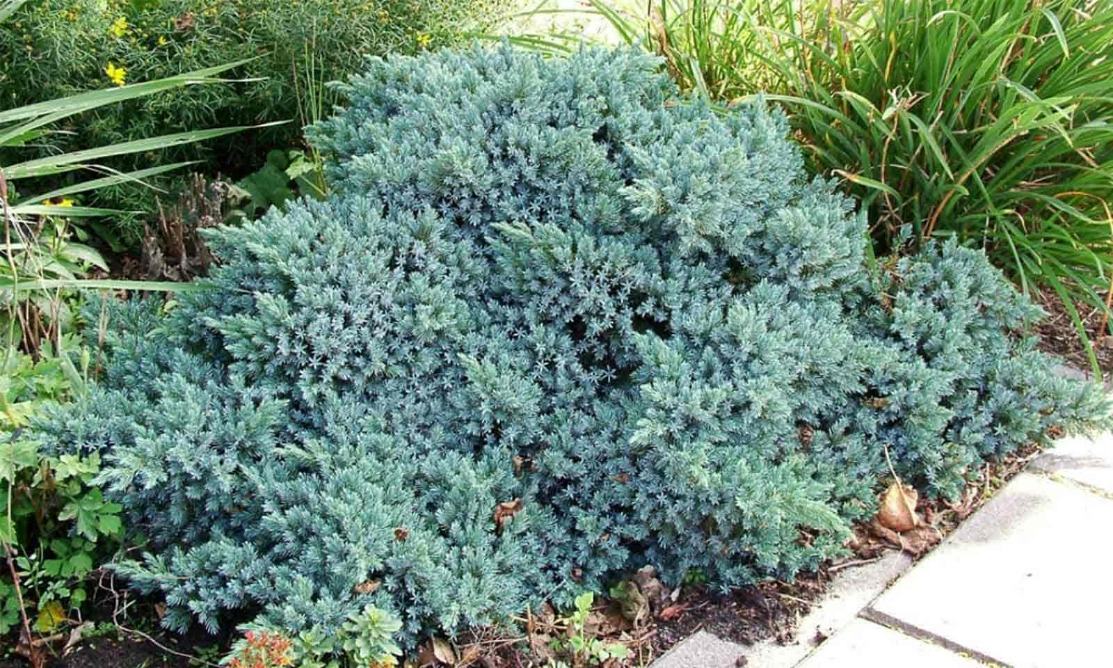 Blue Star juniper (Juniperus squamata 'Blue Star')