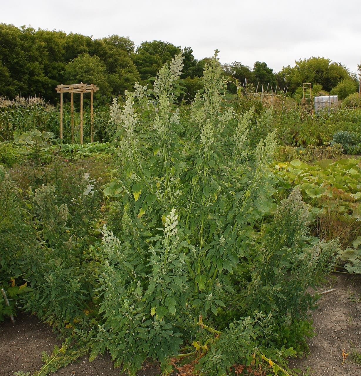 Caring for Quinoa