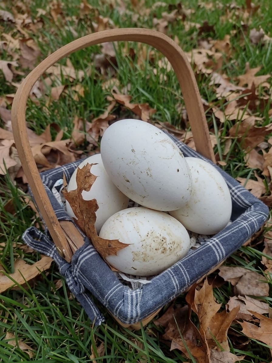 Collecting Goose Eggs