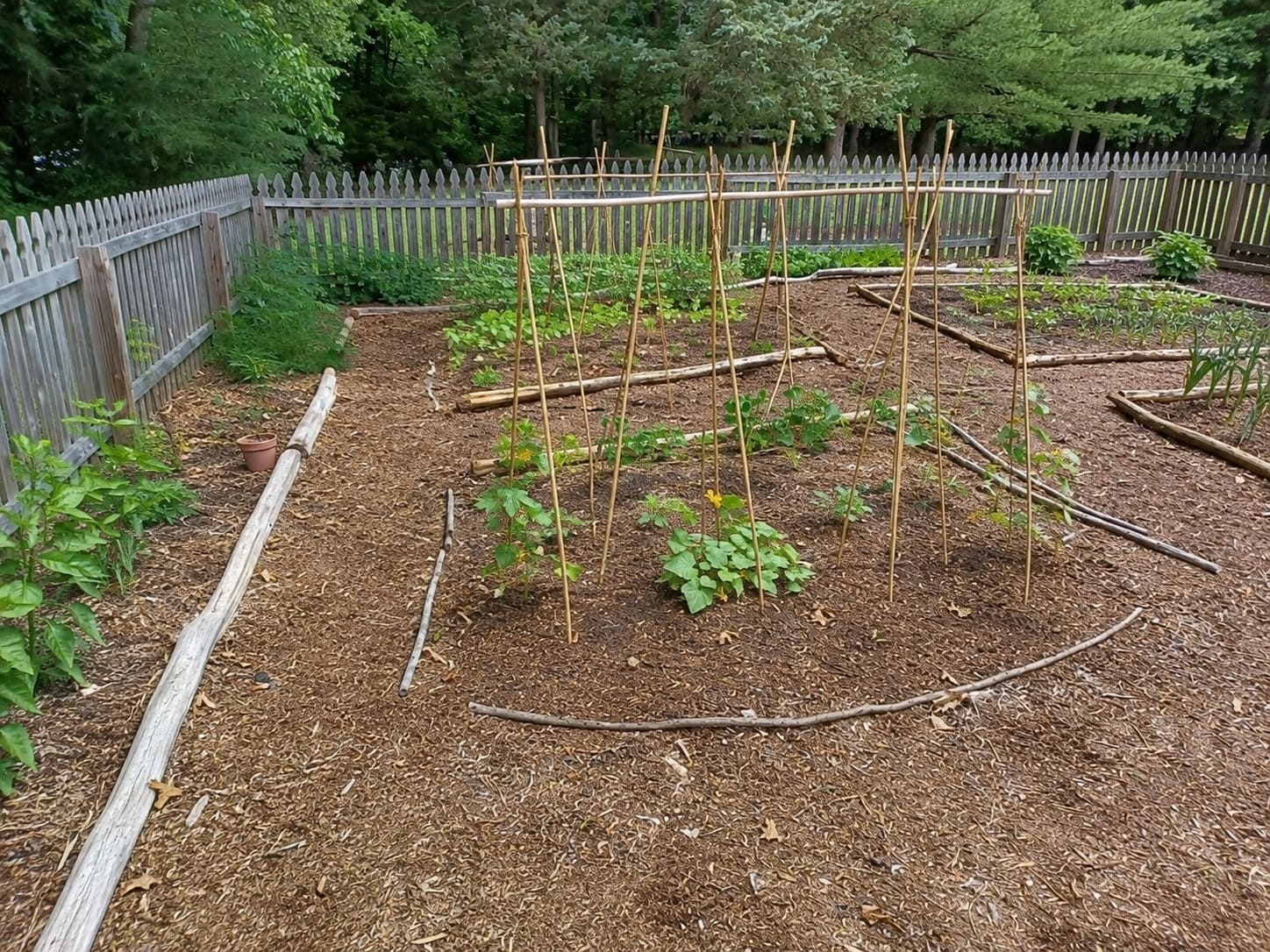 Cucumber A-frame trellis