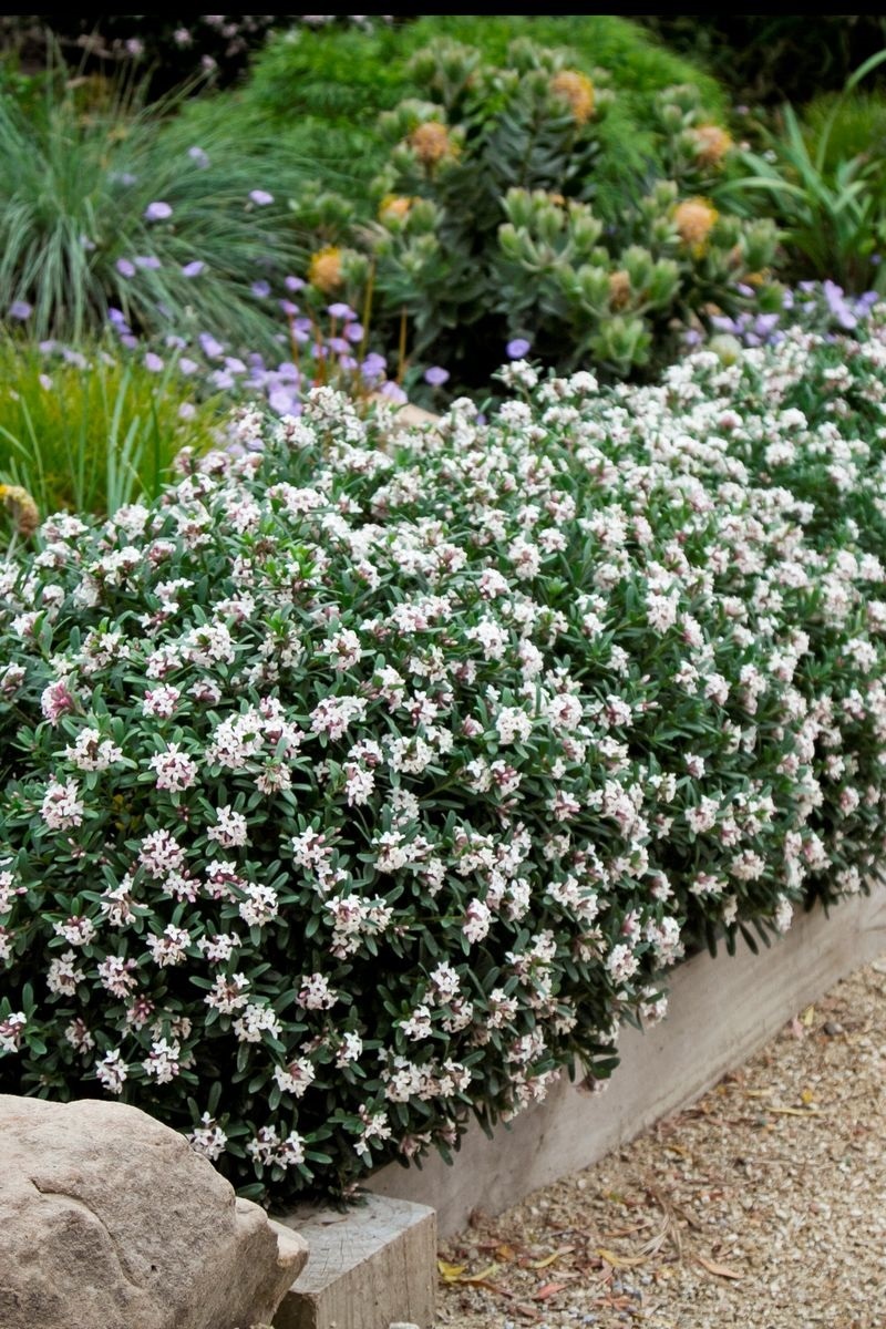 Daphne 'Eternal Fragrance'