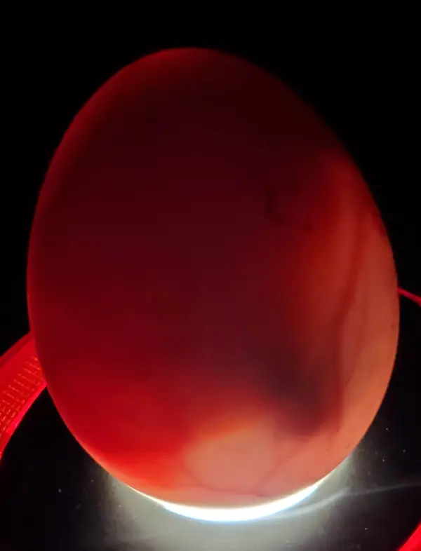 Day 14–21 Goose Egg Mid-Incubation Check