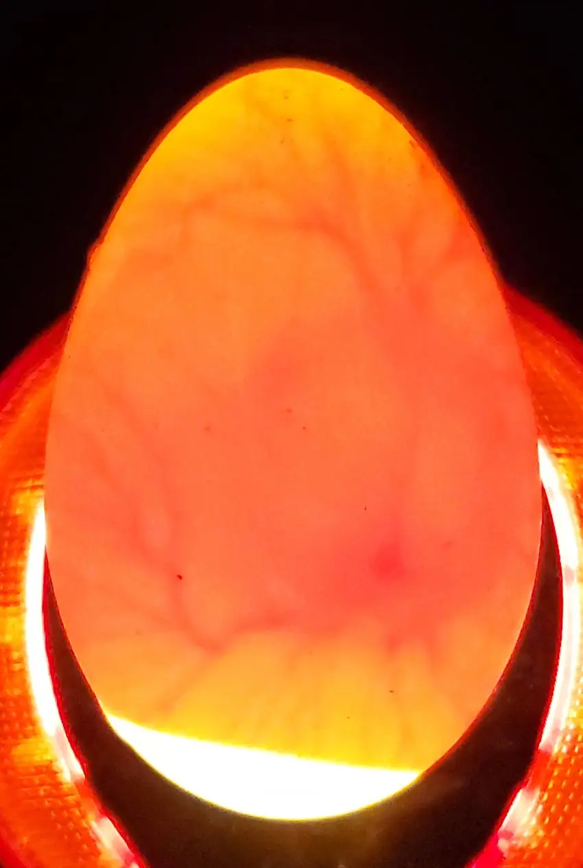 Day 7–10 Goose Egg First Candle