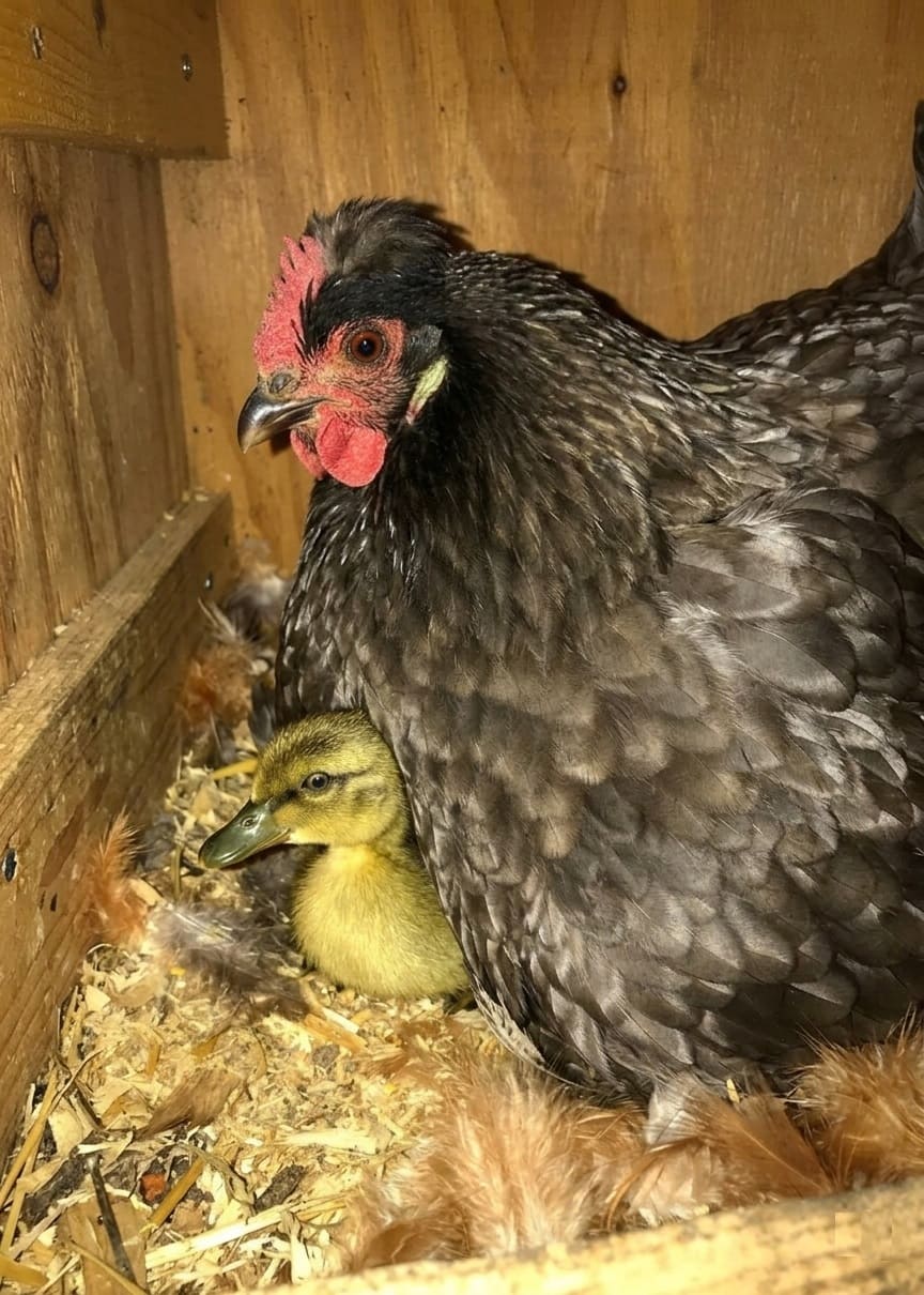 Ducklings with a Broody Hen