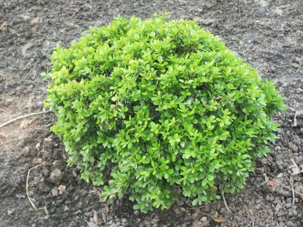 Dwarf boxwood Buxus 'Wee Willie'