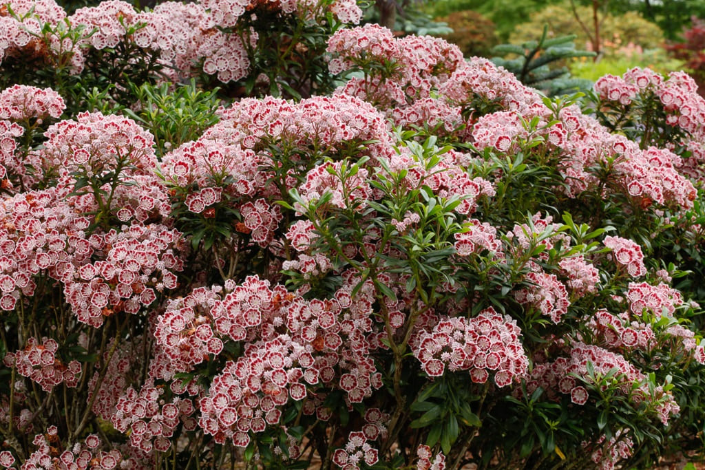 Dwarf mountain laurel (Kalmia latifolia)