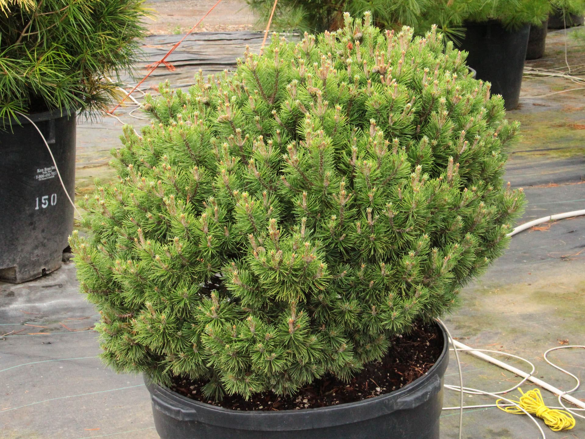 Dwarf mugo pine 'Mops' (Pinus mugo)