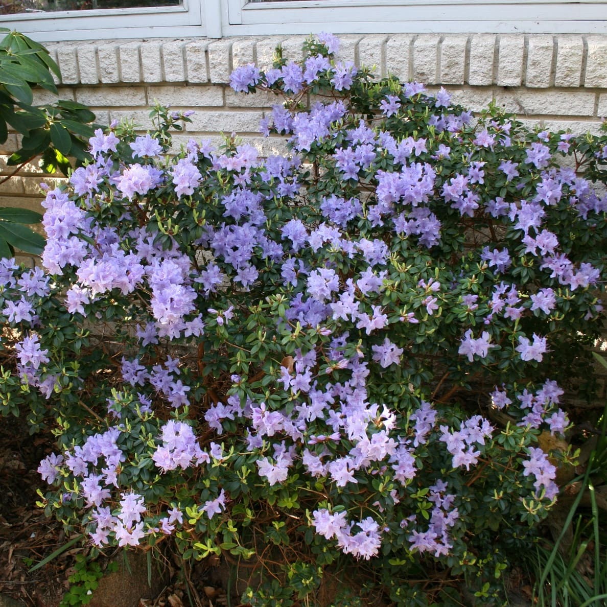 Dwarf rhododendron 'Blue Tit'