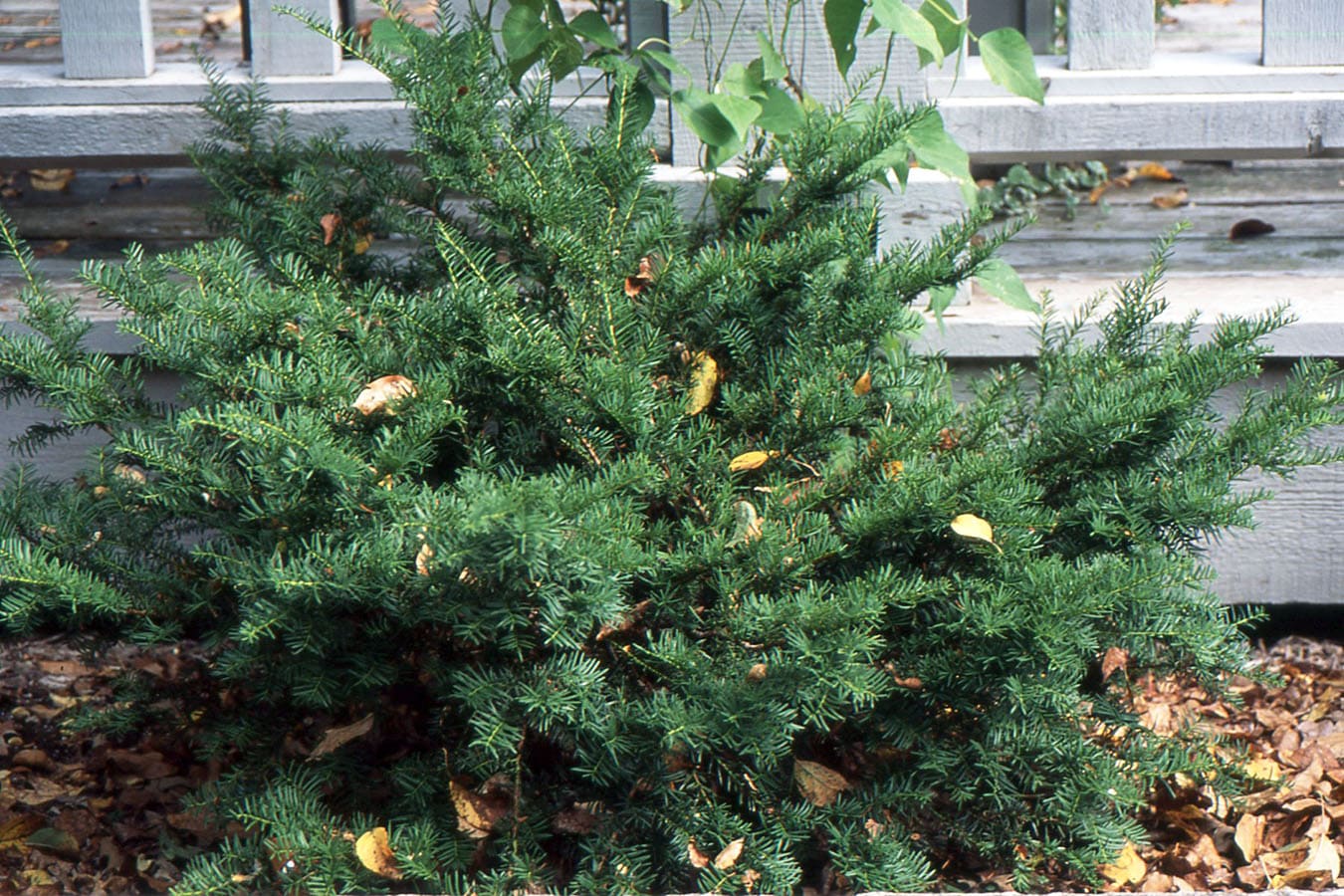 Dwarf yew (Taxus cuspidata)