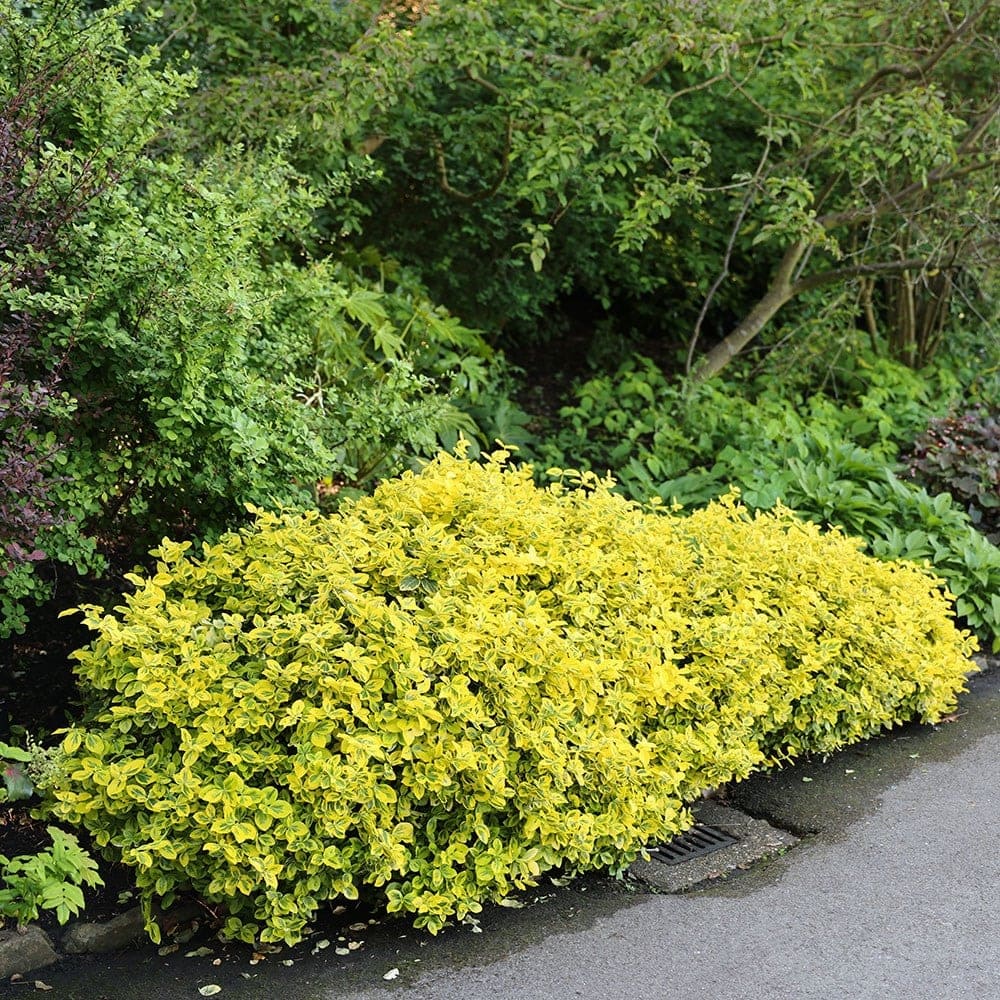 'Emerald 'n' Gold' wintercreeper (Euonymus fortunei)
