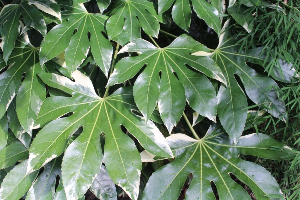 Fatsia japonica