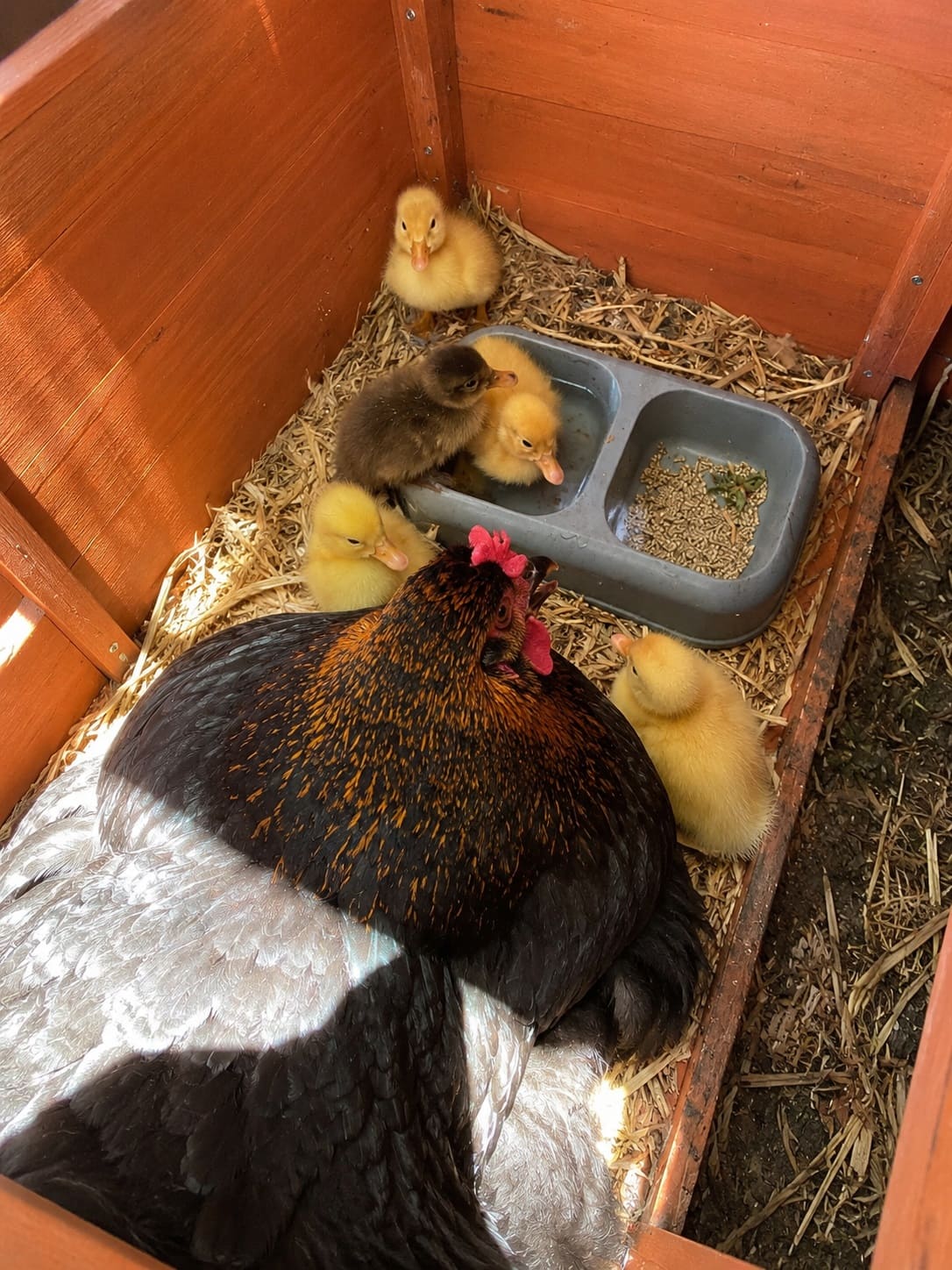 Food & Water For Ducklings