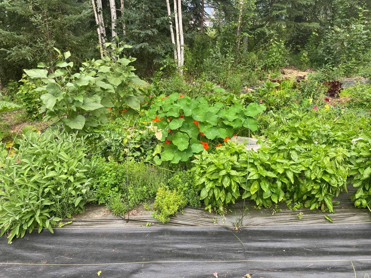 Gardening in Alaska