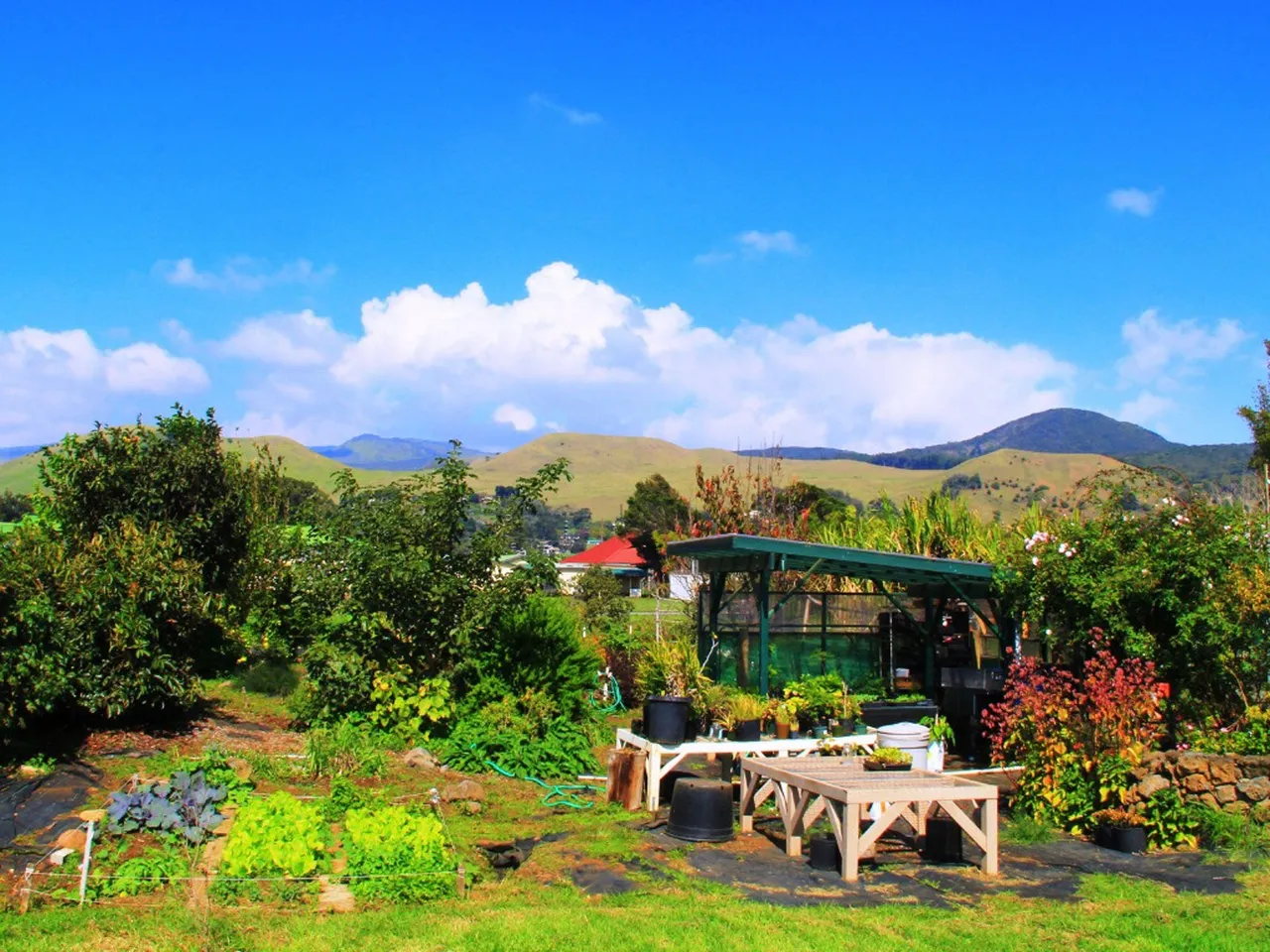 Gardening in Hawaii