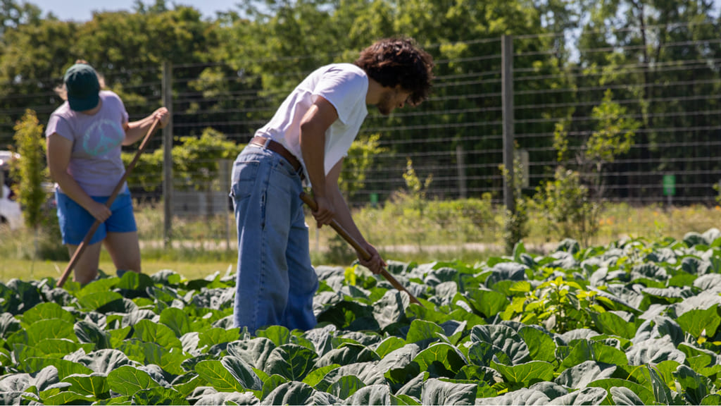 Gardening in Michigan