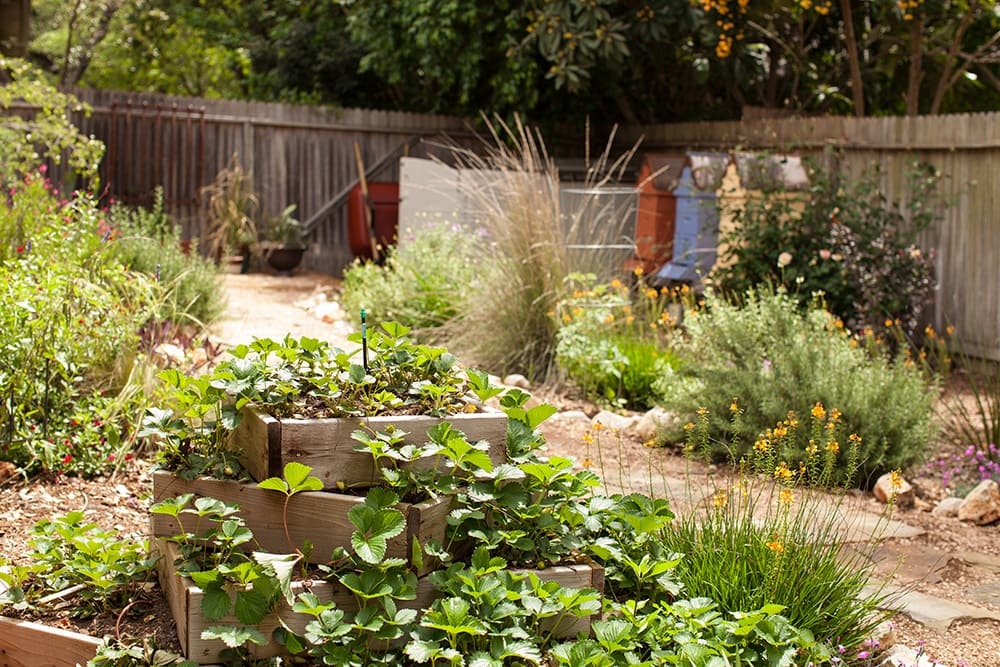 Gardening in Texas