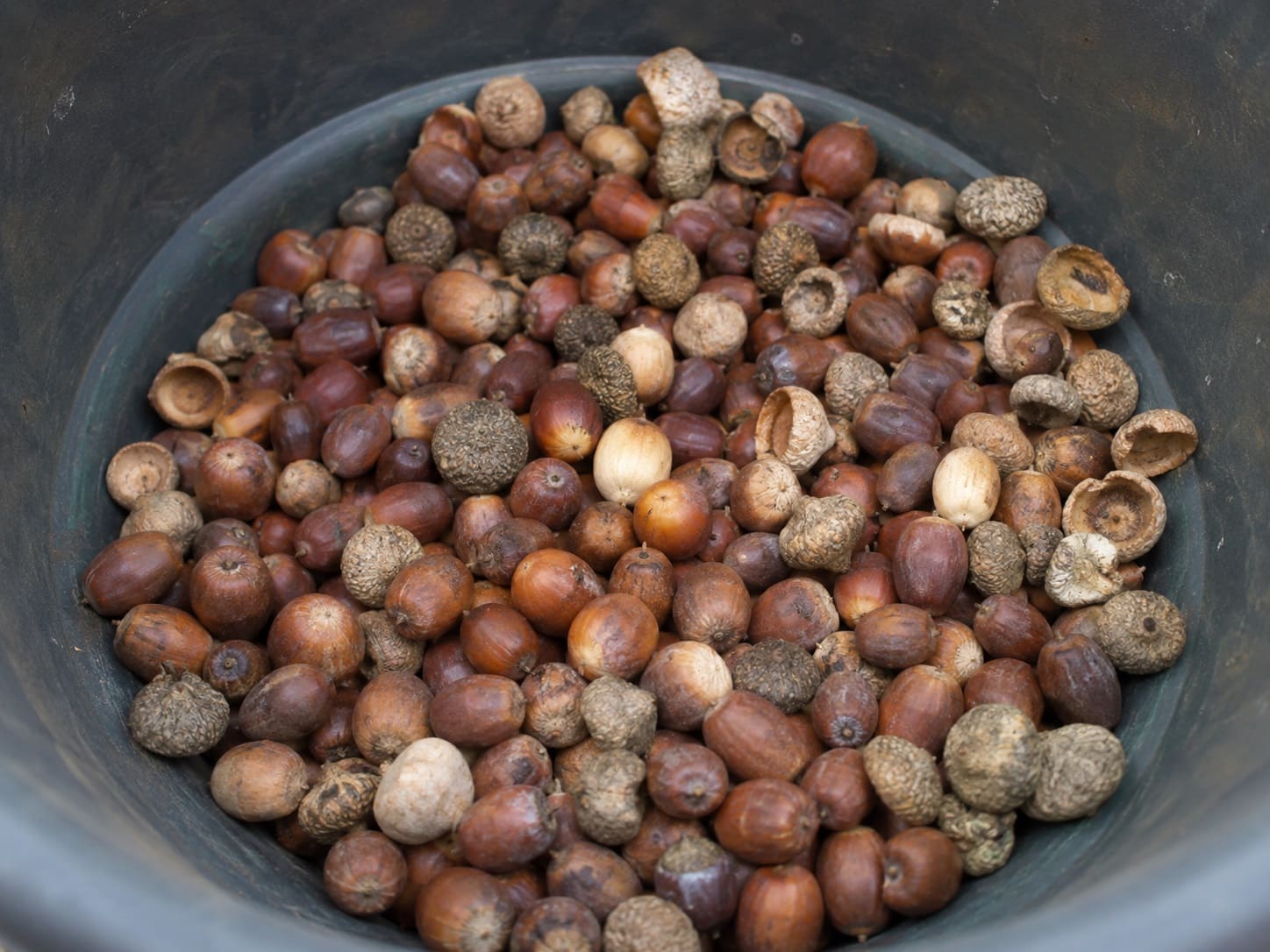 Gathering Your Acorns