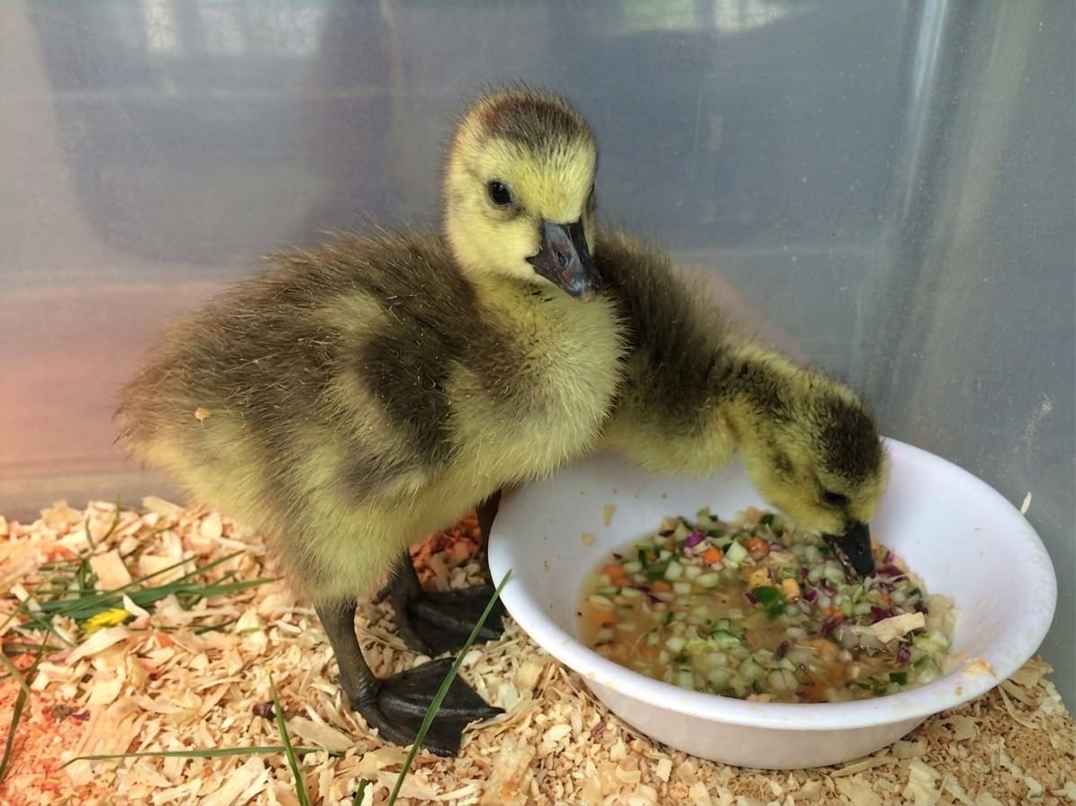 Getting Goslings Off to a Strong Start