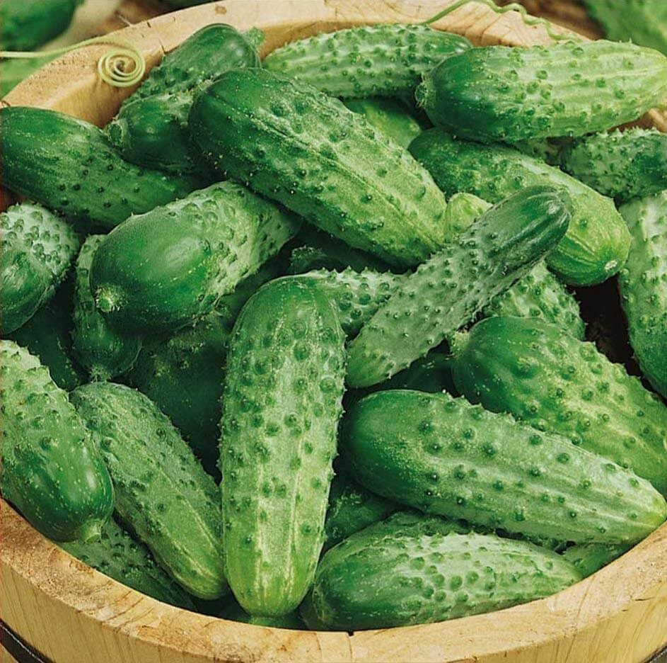 Gherkin (Cornichon) Cucumbers