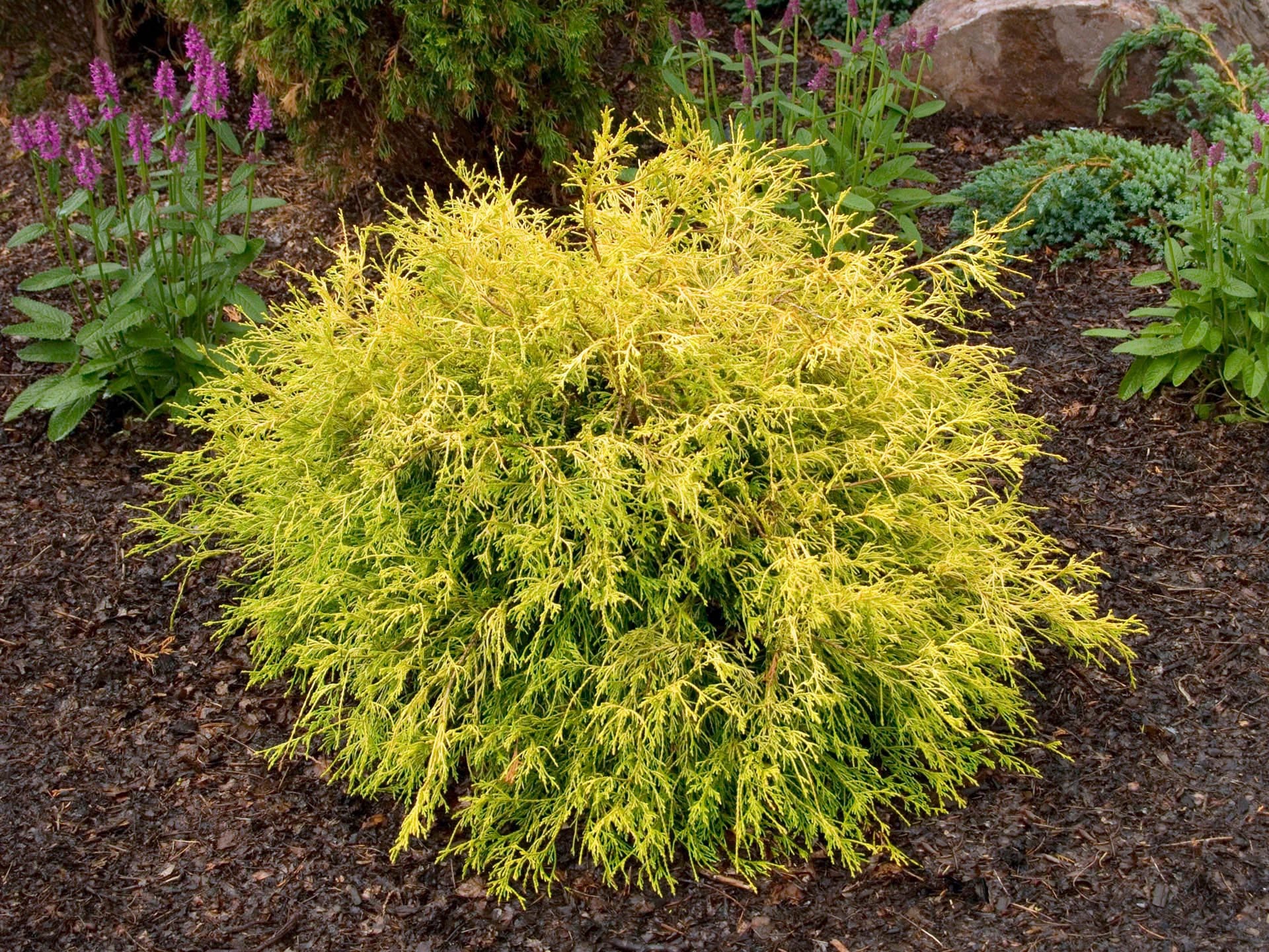 'Golden Mop' false cypress (Chamaecyparis pisifera)