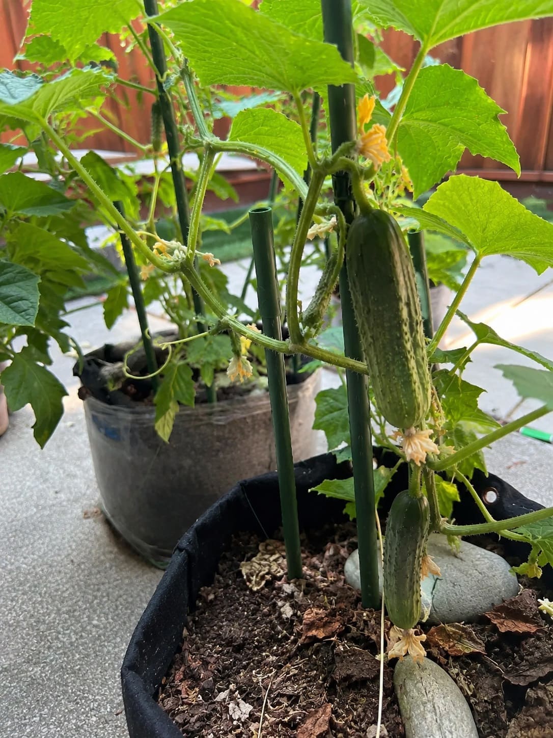 Growing Mini Cucumbers in Containers