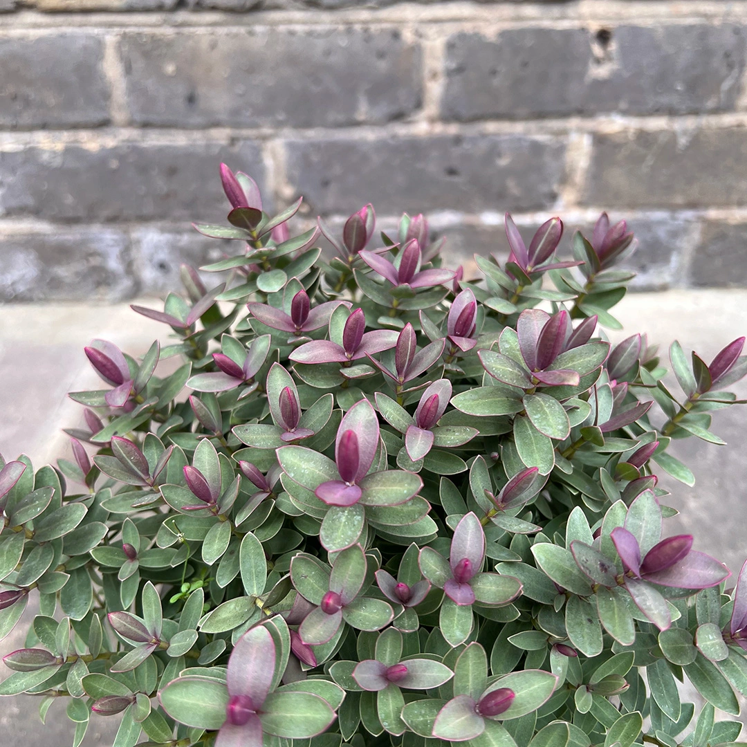 Hebe 'Red Edge'