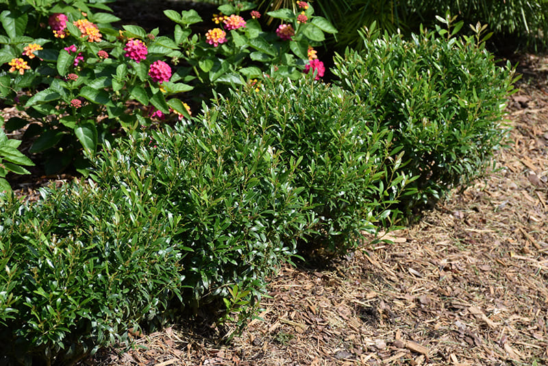 Inkberry holly 'Gem Box' (Ilex glabra)