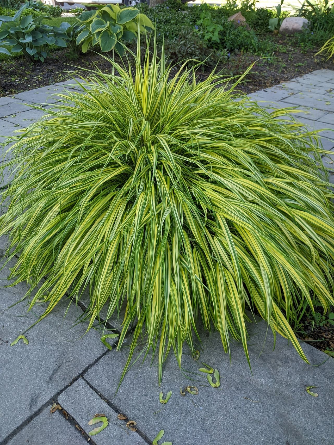 Japanese forest grass (Hakonechloa)
