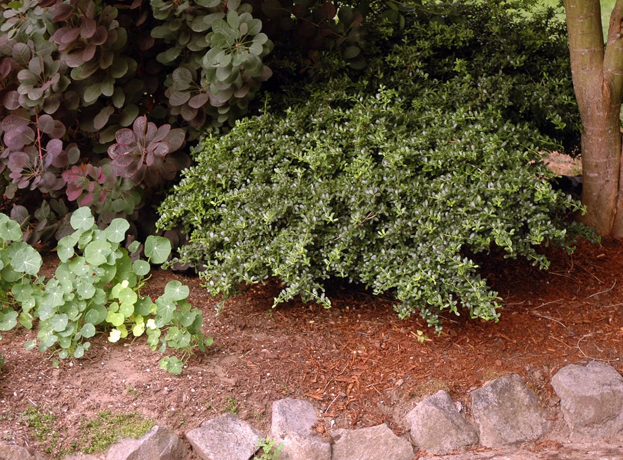 Japanese holly 'Helleri' (Ilex crenata)