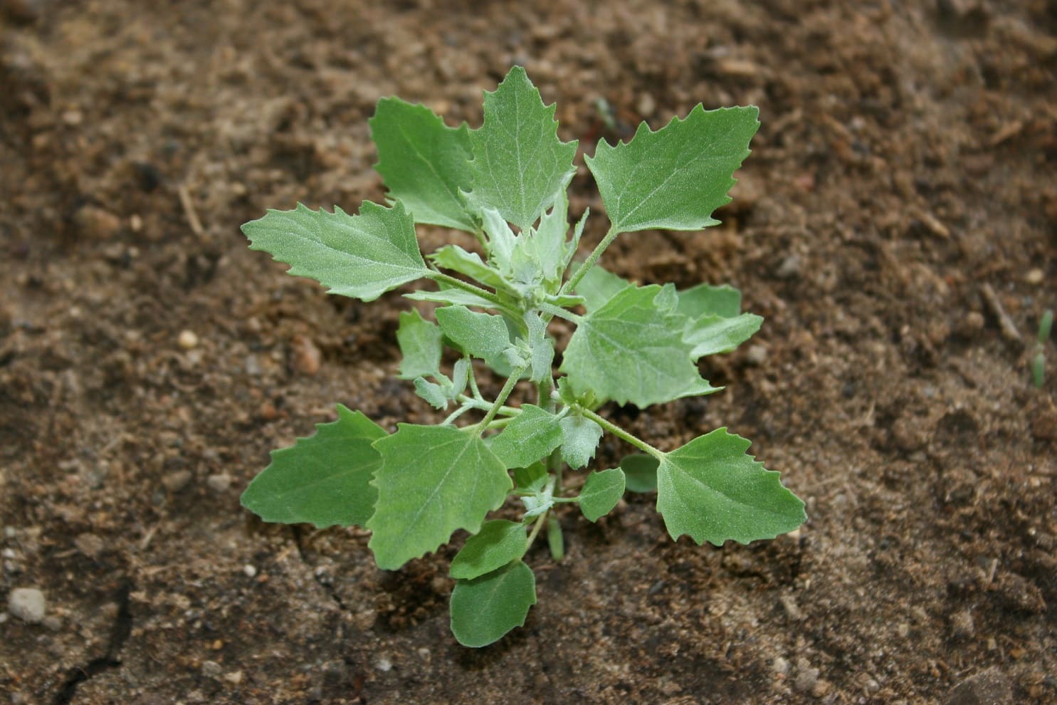 Lamb's quarters