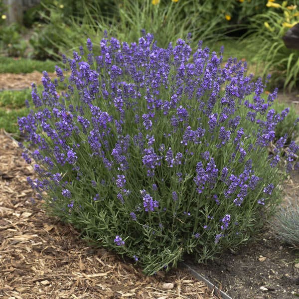 Lavender 'Hidcote' (Lavandula angustifolia)