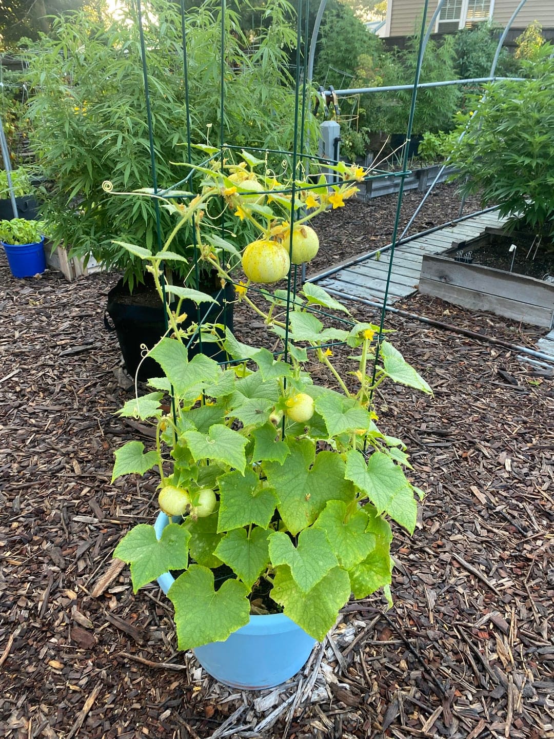 Lemon cucumber
