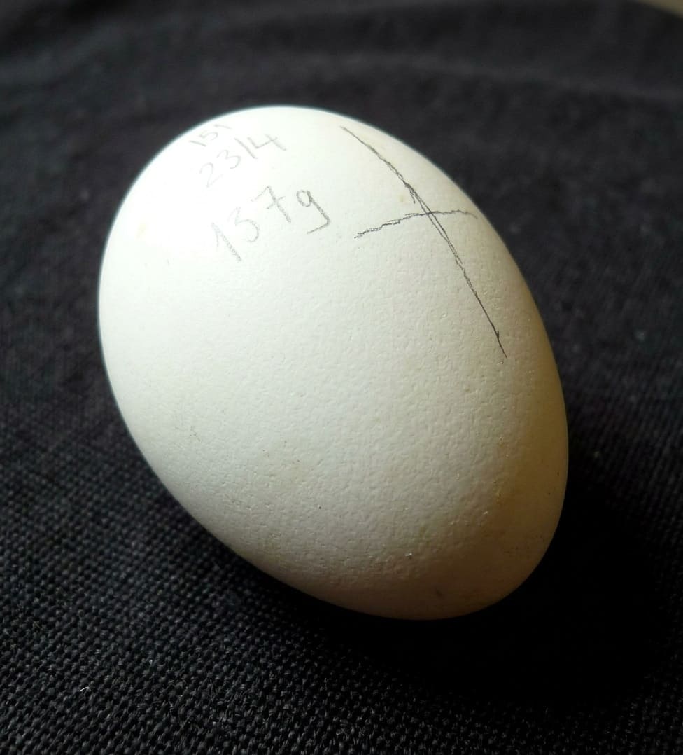 Mark Goose Egg with an X