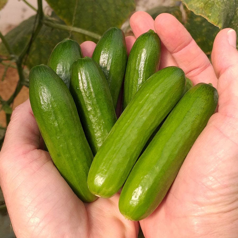 Mini Cucumbers to grow