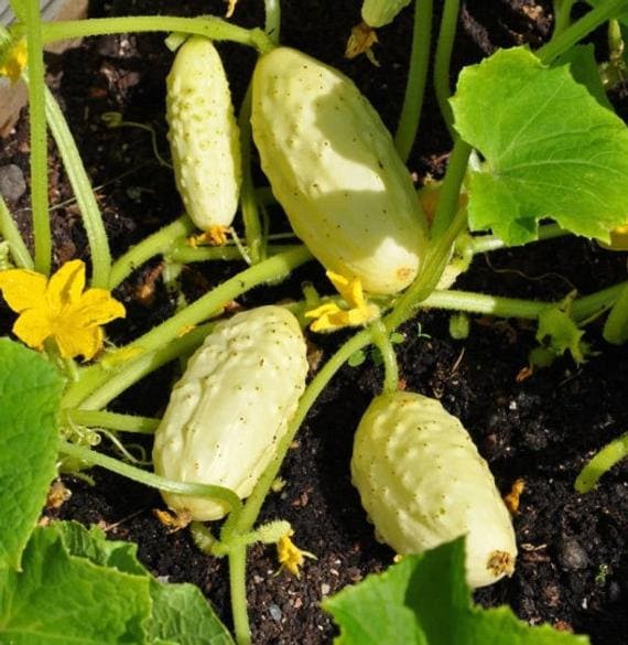Miniature White Cucumbers