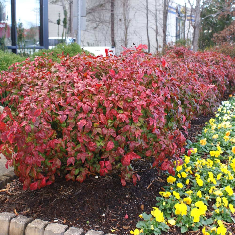 Nandina 'Fire Power' (Nandina domestica)