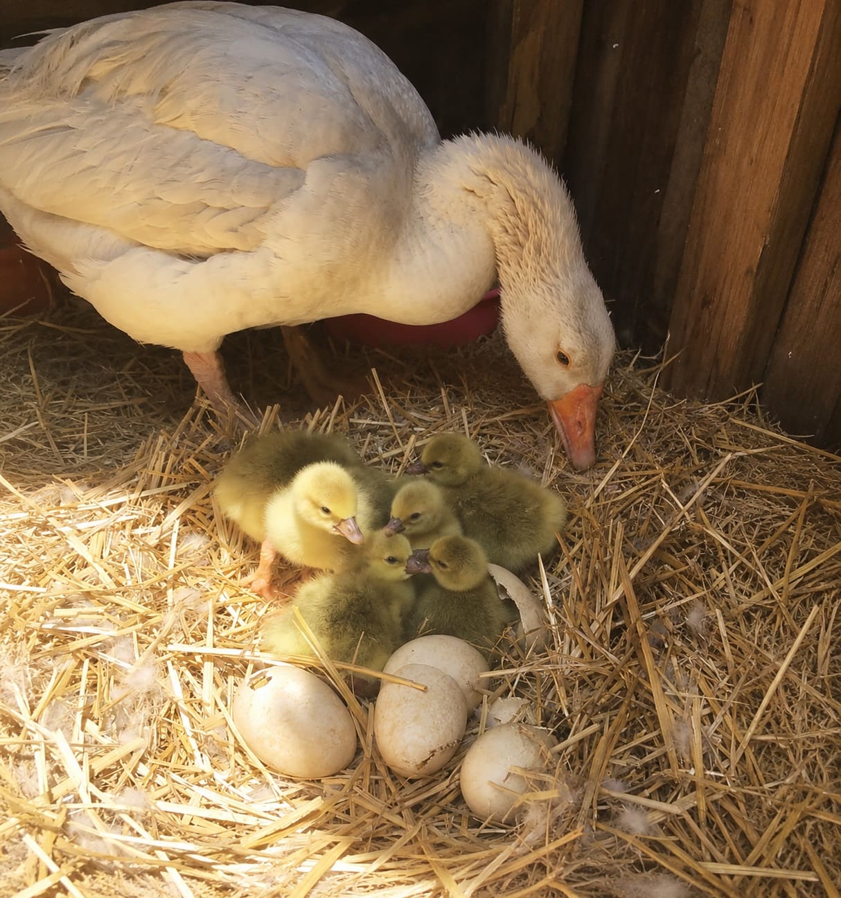 Natural Goose Egg Incubation Method