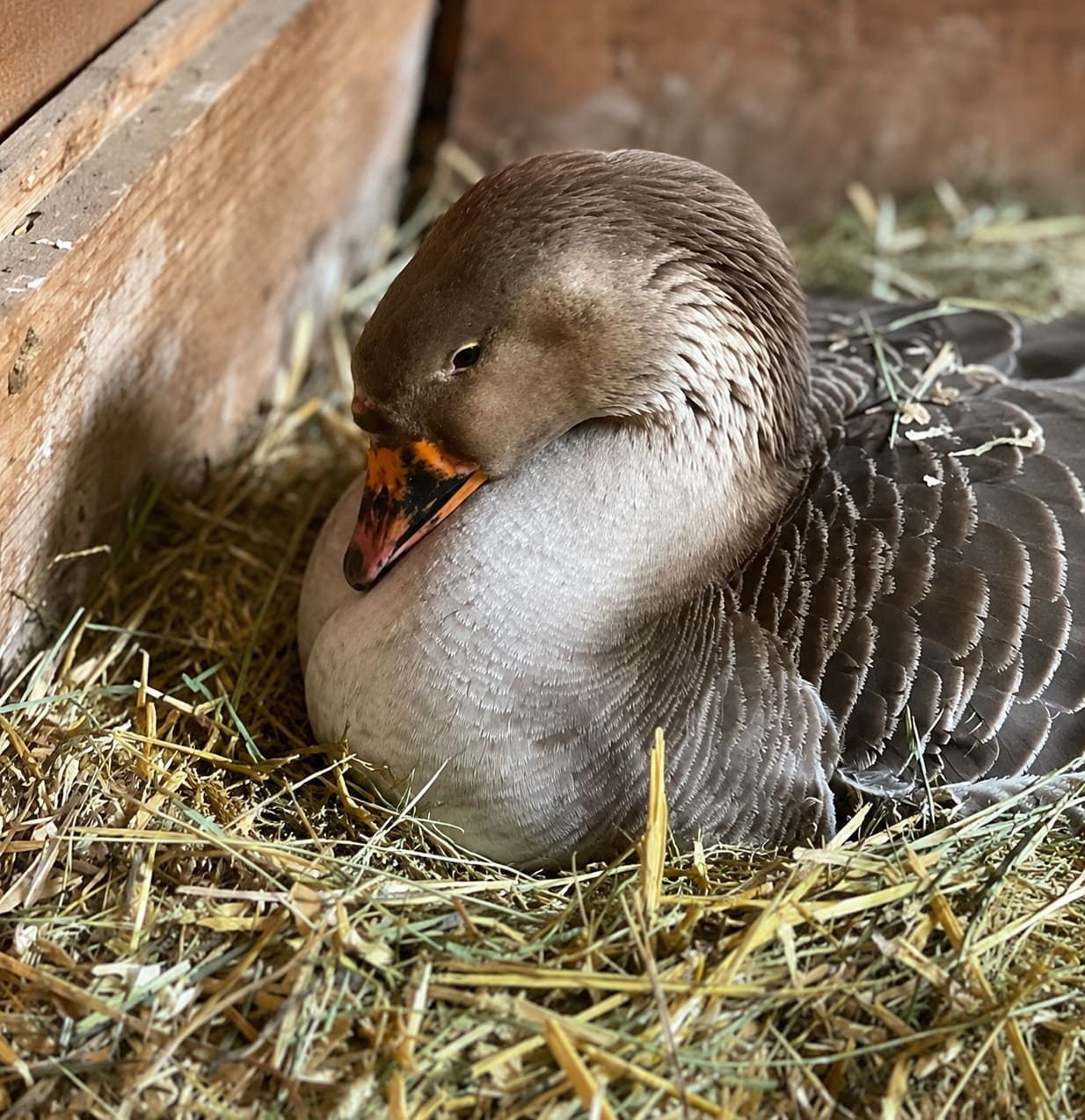 Natural Goose Egg Incubation