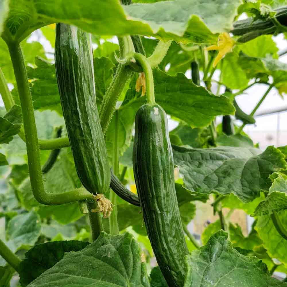 Persian (Beit Alpha) Cucumber
