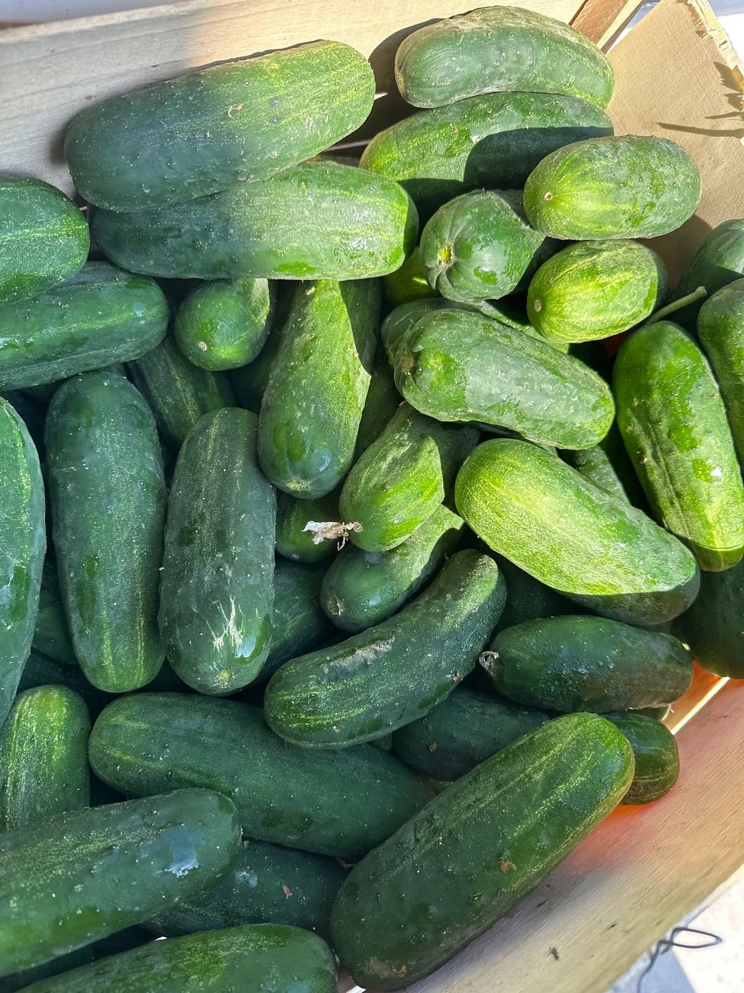 Pickling (Kirby) Cucumbers