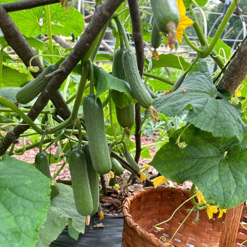 Picolino Cucumbers